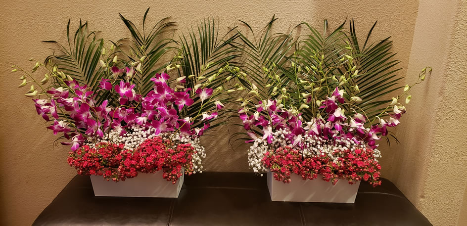 Dendrobium Gyp Kalanchoe Palm Willow